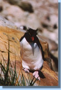 A rockhopper climbing the rocks