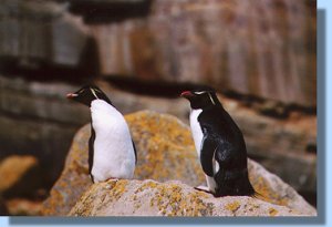 Two rockhoppers on a lichen covered rock