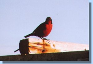 A meadowlark with a brightly red colored chest