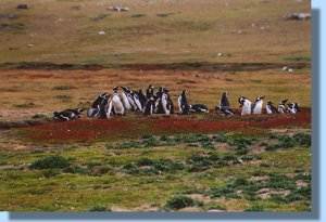 A small colony of magellanic penguins