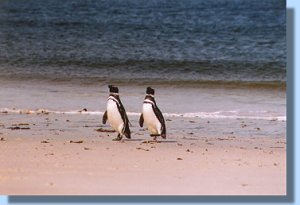 Two magellanic penguins coming ashore