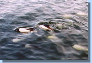 Commerson's dolphins swimming around the ship