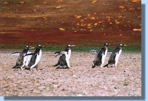 A number of gentoos hurrying towards the colony