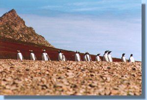A number of gentoo penguins on their way to the sea