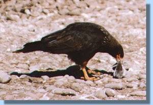 A caracara busy eating a stolen gentoo chick