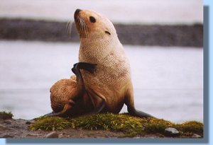 A leucistic fur seal pup
