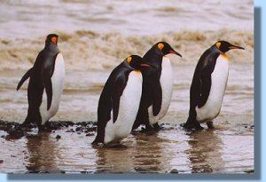 Four king penguins coming ashore after feeding out in the ocean
