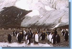 King penguins abound on the flood plain below the glacier