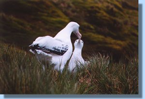 A wandering albatross and its mate