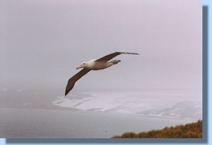A wandering albatross approaching Albatross Island