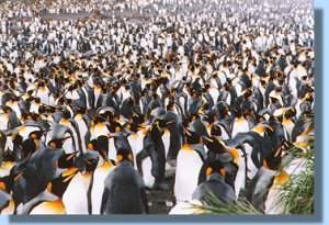 Thousands of king penguins occupy the beach