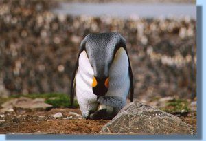 An breeding king penguin checking its egg