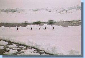Adelie penguins scared by our approach