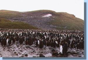 King penguins abound on the Salisbury Plains
