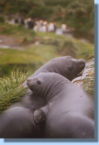 Two elephant seals guard the entrance of the whaler's cemetery