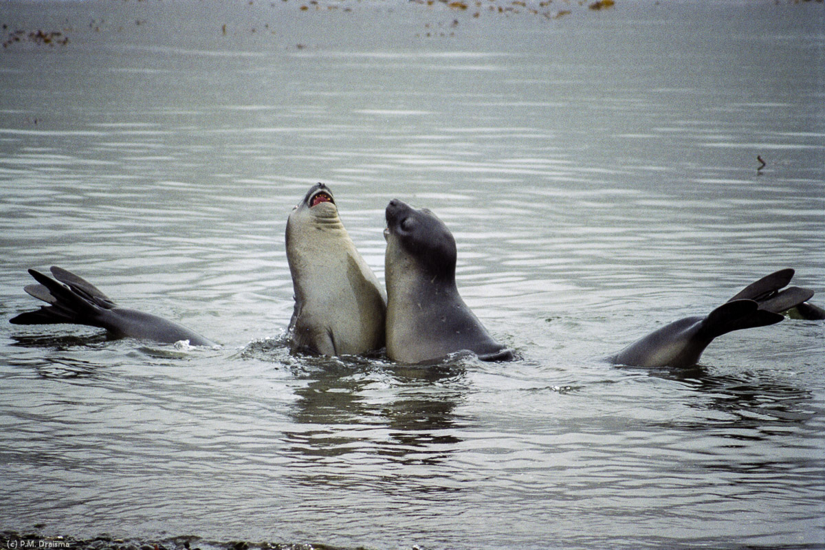 Grytviken, South Georgia