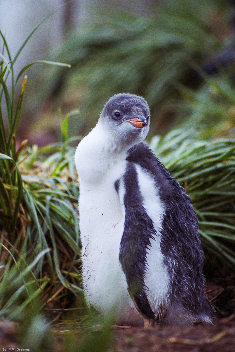 Fortuna Bay, South Georgia