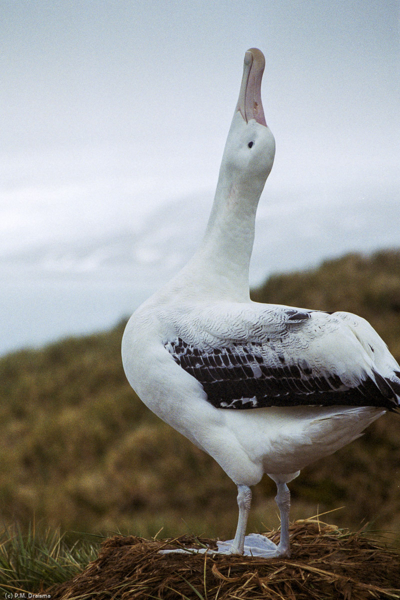 Albatross Island, South Georgia