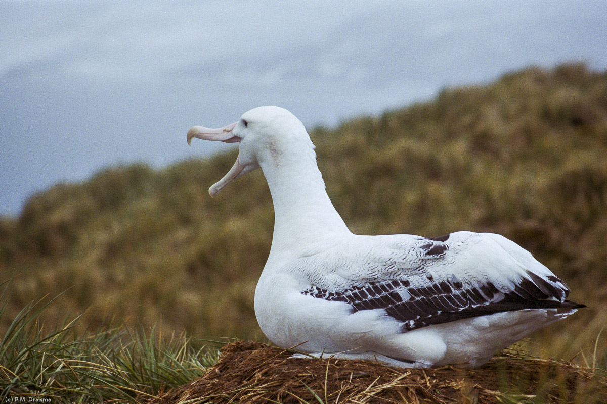 Albatross Island, South Georgia