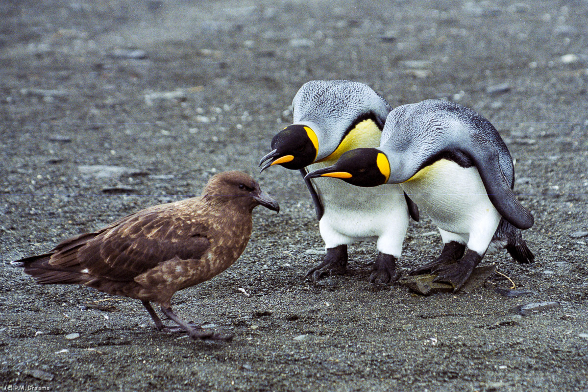 Gold Harbour, South Georgia