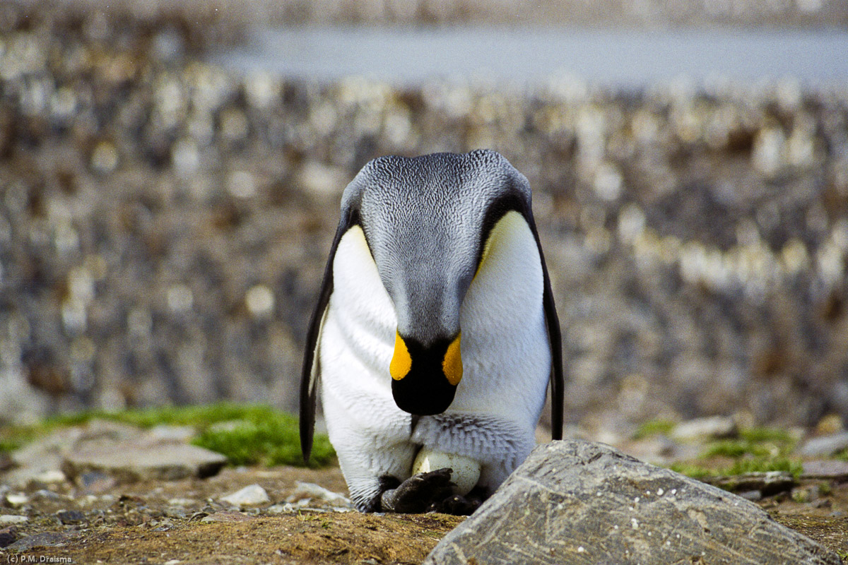 St. Andrews Bay, South Georgia