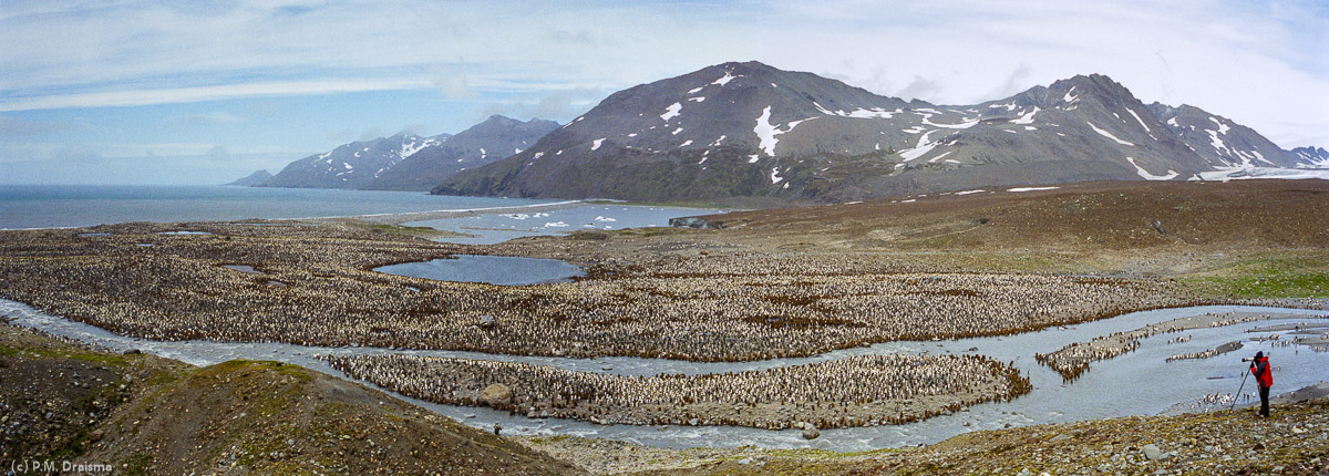 St. Andrews Bay, South Georgia