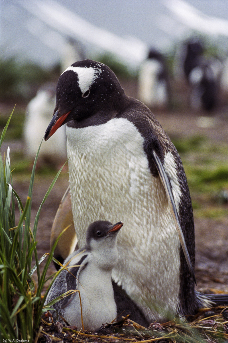 Fortuna Bay, South Georgia