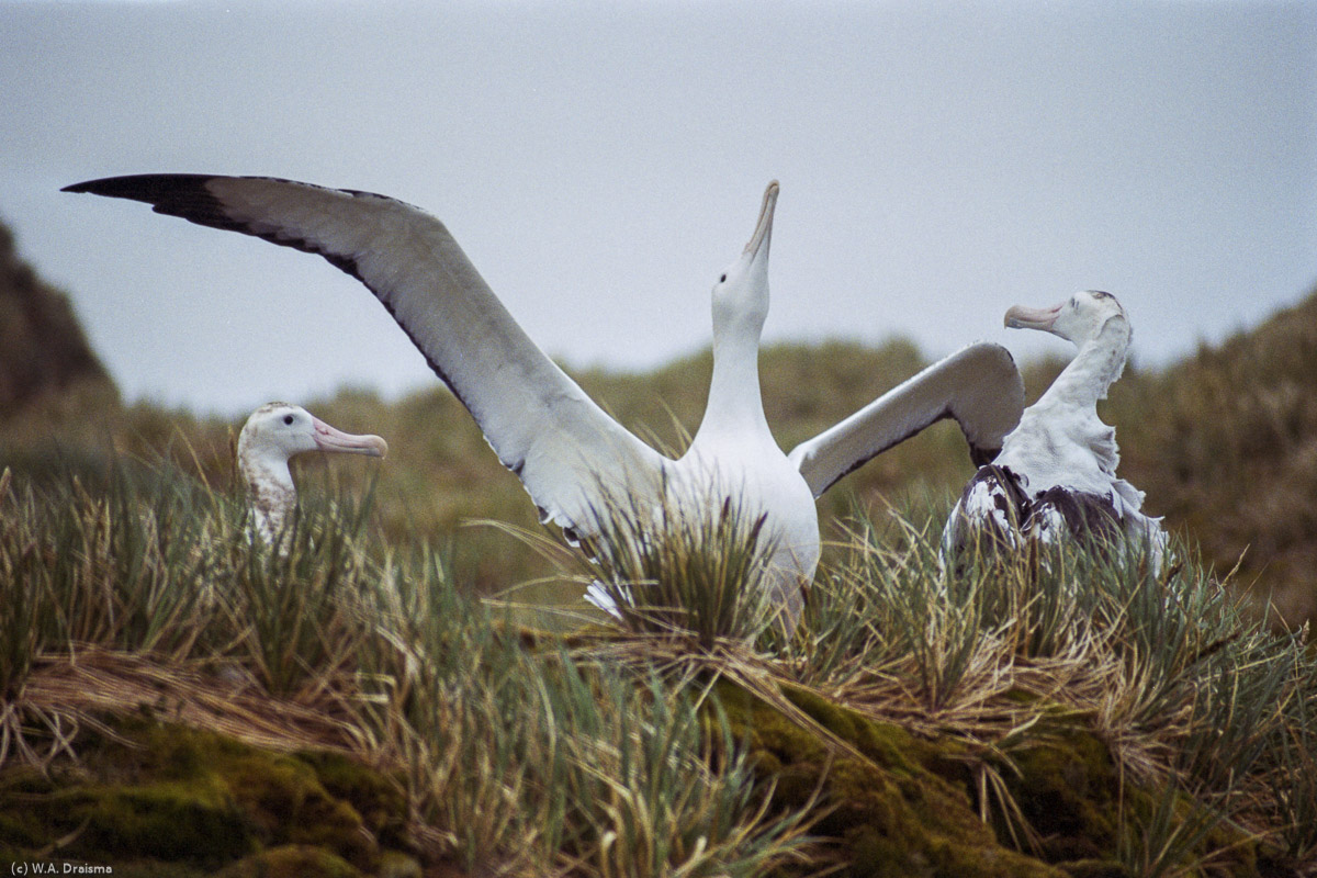 Albatross Island, South Georgia