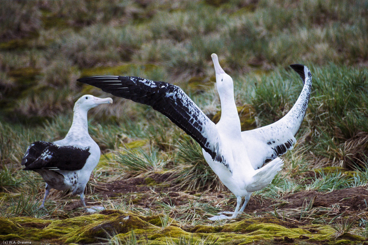 Albatross Island, South Georgia