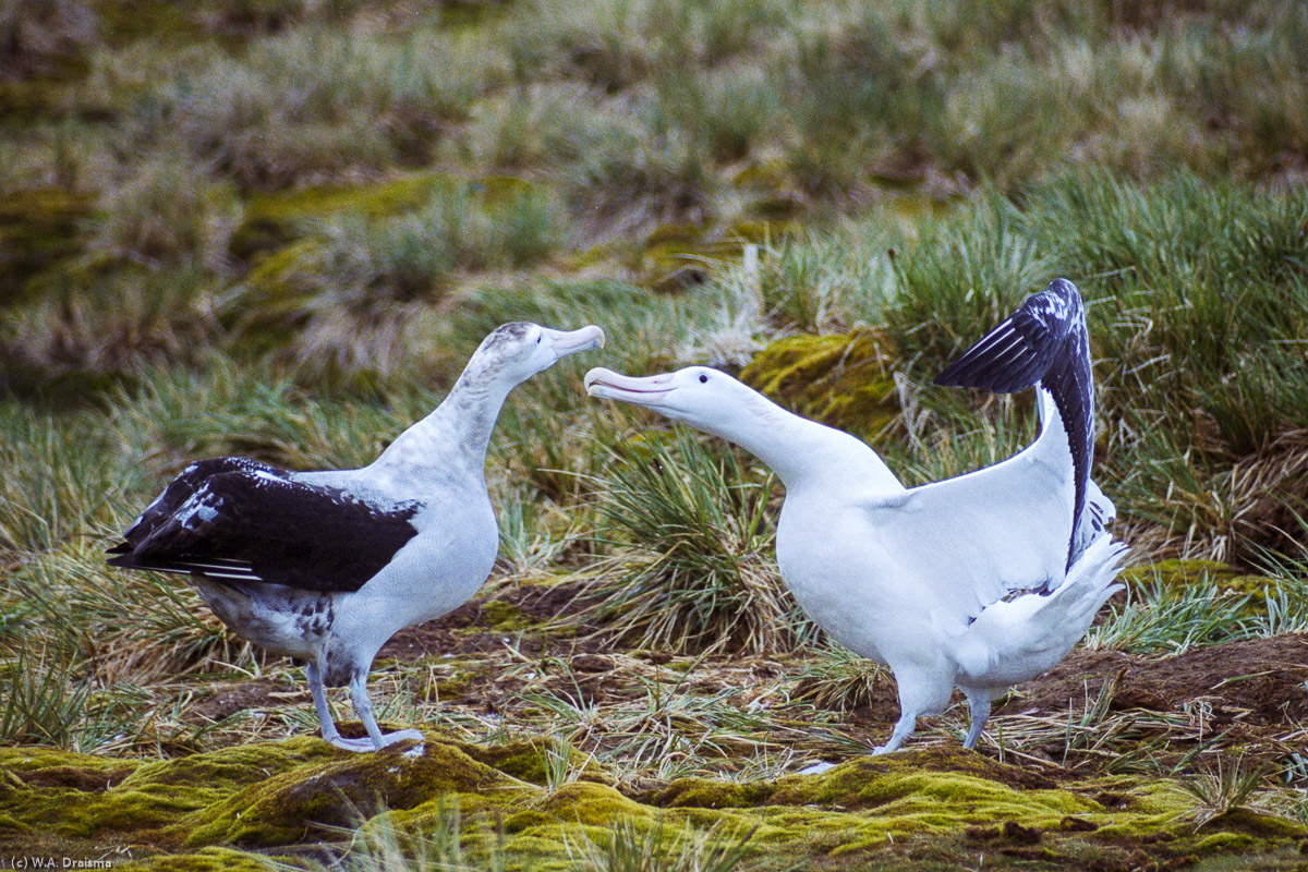 Albatross Island, South Georgia