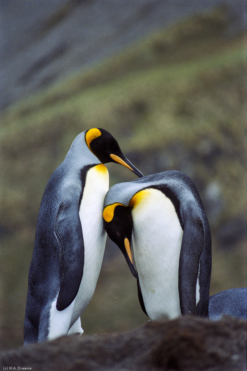 Gold Harbour, South Georgia