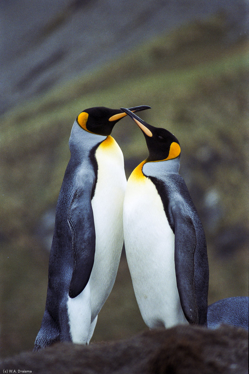 Gold Harbour, South Georgia