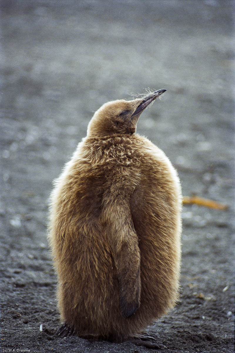 Gold Harbour, South Georgia