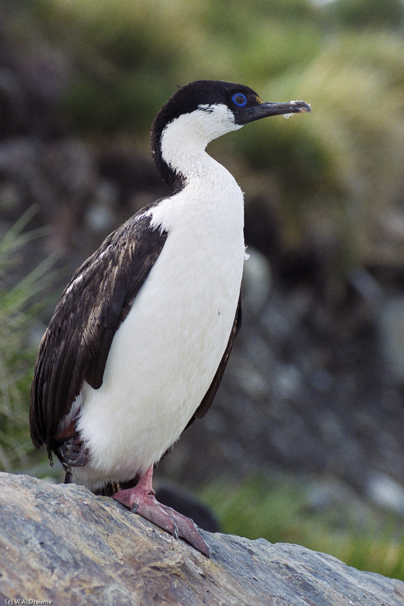 Gold Harbour, South Georgia