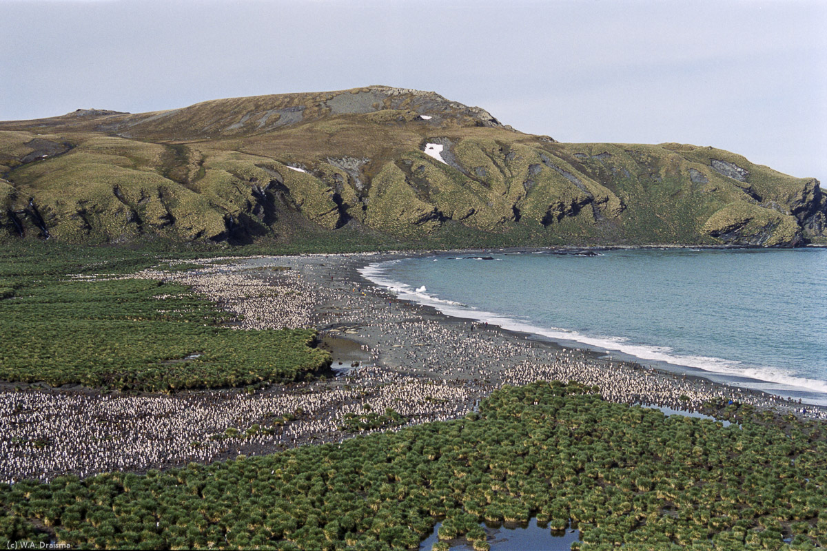 Gold Harbour, South Georgia