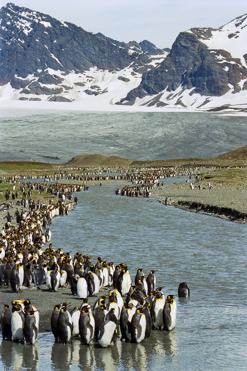 St. Andrews Bay, South Georgia