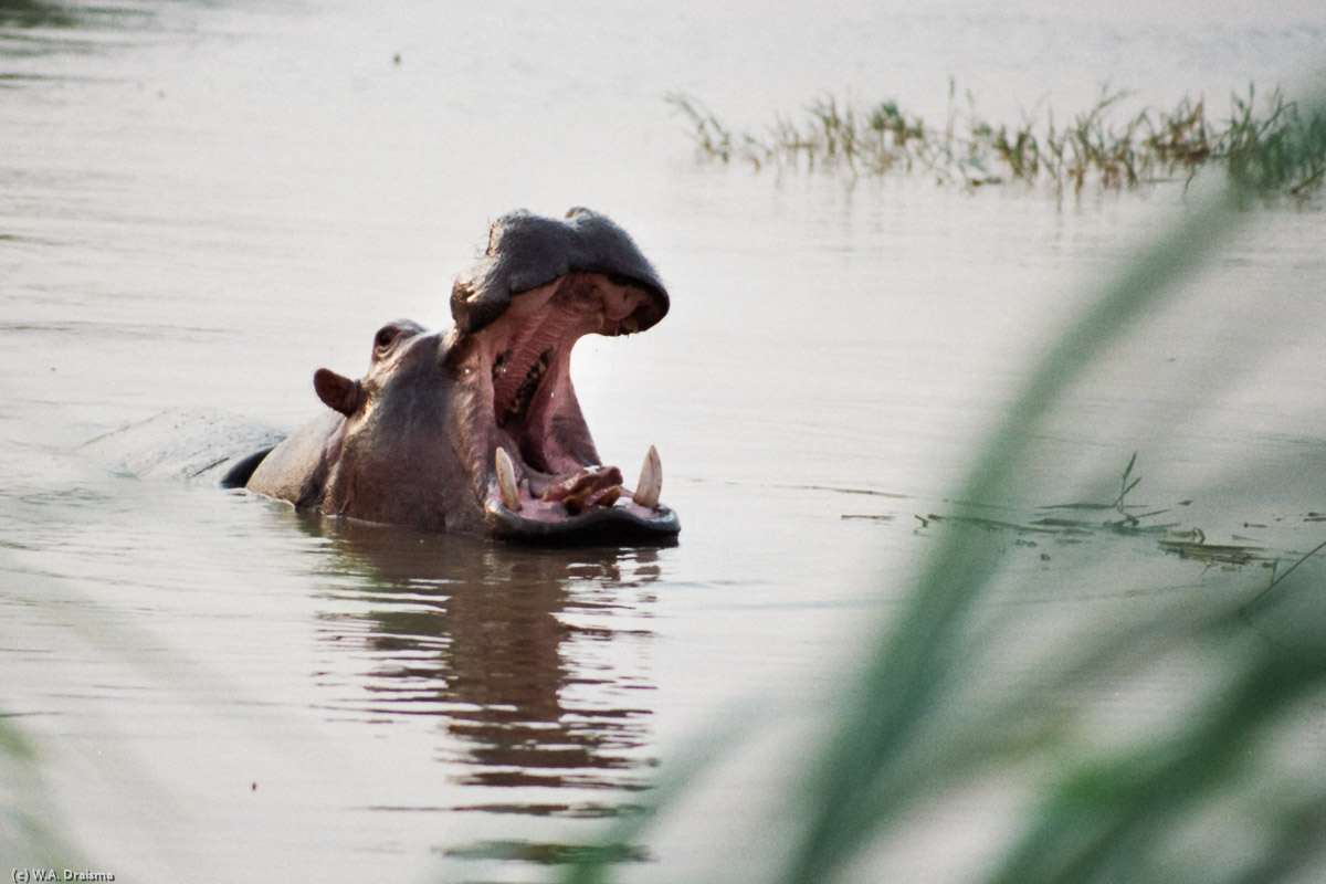 The first night in Burundi's capital Bujumbura, we're having company of a couple of hippos. During the night they walk around our tents.