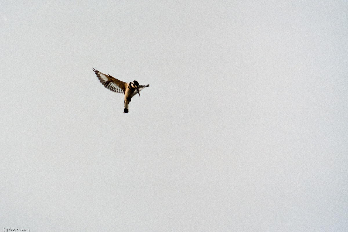 Early the next morning a pied kingfisher hovers above the waters of Lake Tanganyika.