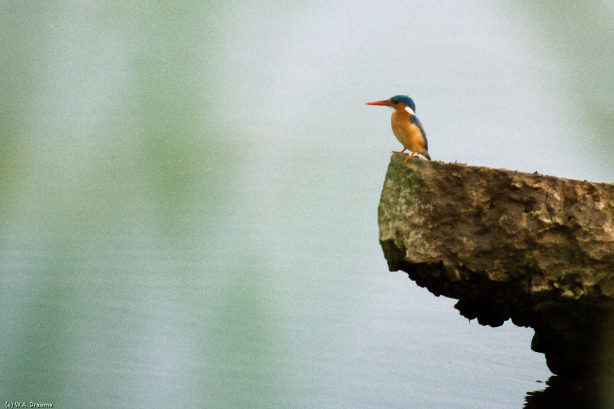 Sitting on a stone is a malachite kingfisher. It's 6AM and all is still quiet.