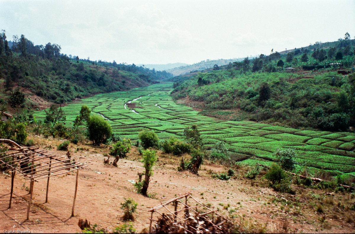 Along fields of peanuts we leave Gitega for the border with Tanzania.