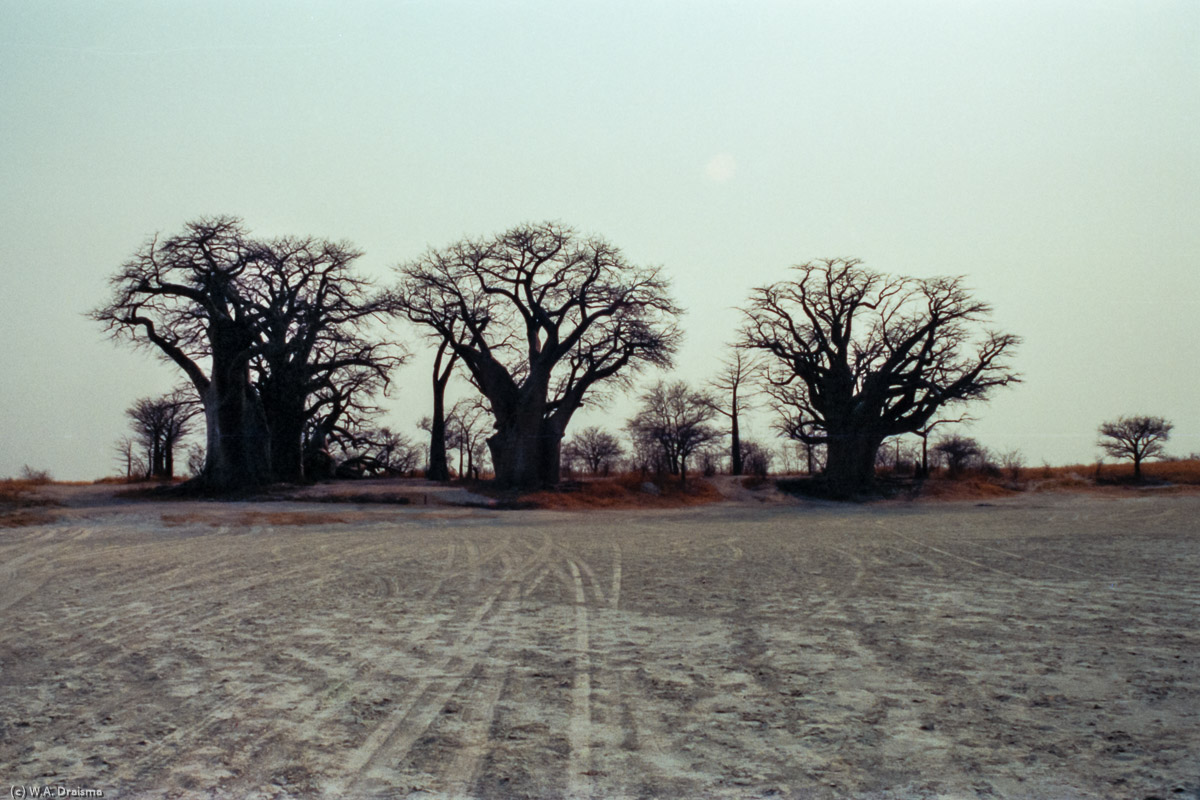 Our first stop is at Baines' Baobabs, named after Thomas Baines who painted them in 1862.