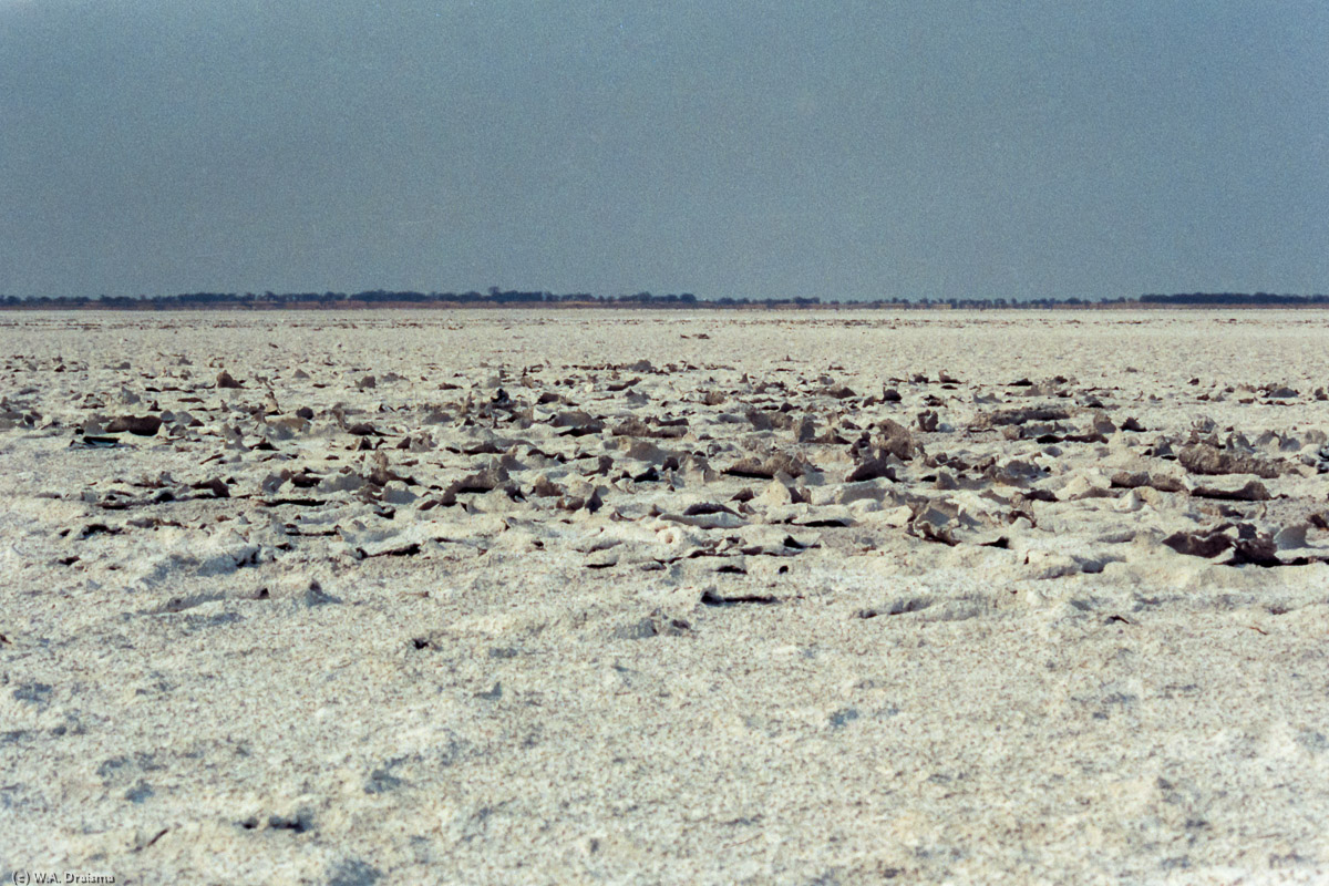 Baines' Baobabs are situated in the Kudiakam Pan, remnant of a prehistoric lake which is still flooded after abundant rains.