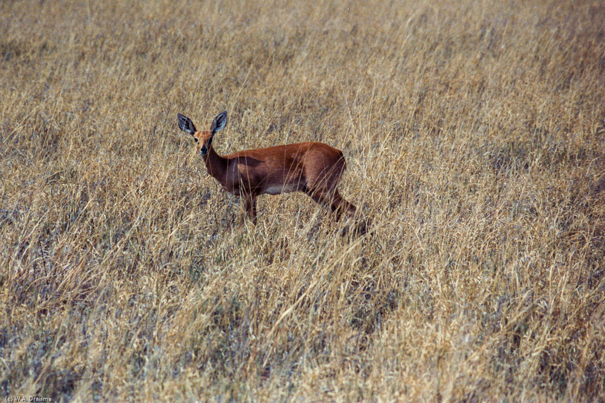 Every now and then we encounter some wildlife, like this curious oribi.
