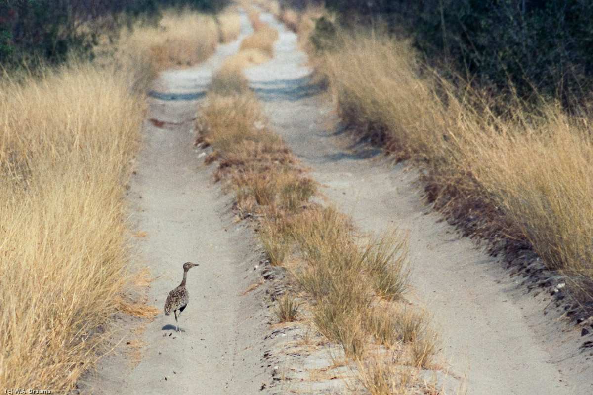 The road here is limited to two tracks along a fence that serves to separate cattle from wildlife.