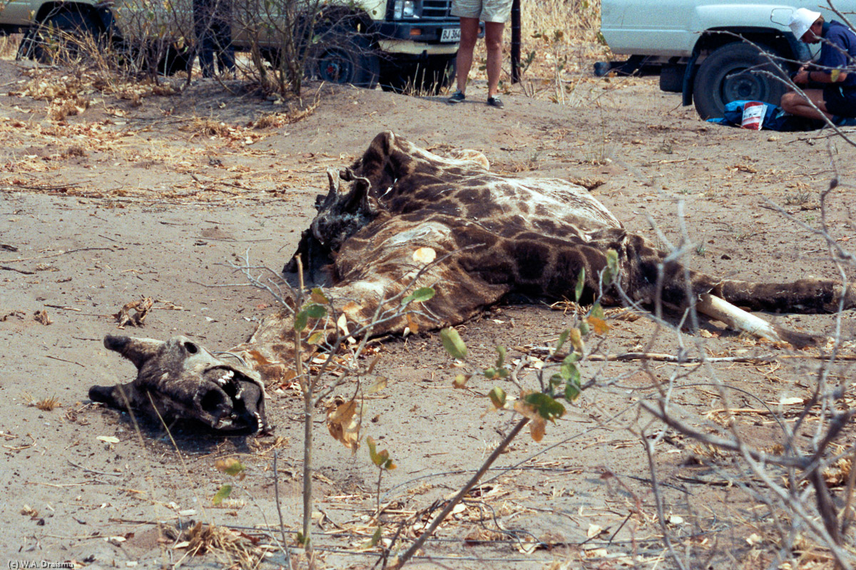 The carcass of a giraffe makes an interesting stop. Possibly it's a victim of the cattle fence.