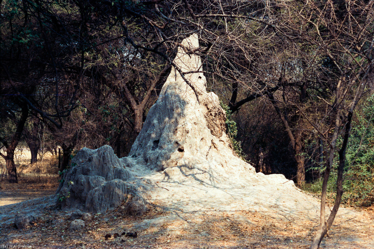 Maun serves a the starting point for a stay inside the Okavango. Near the camp site there's a large termite mound.