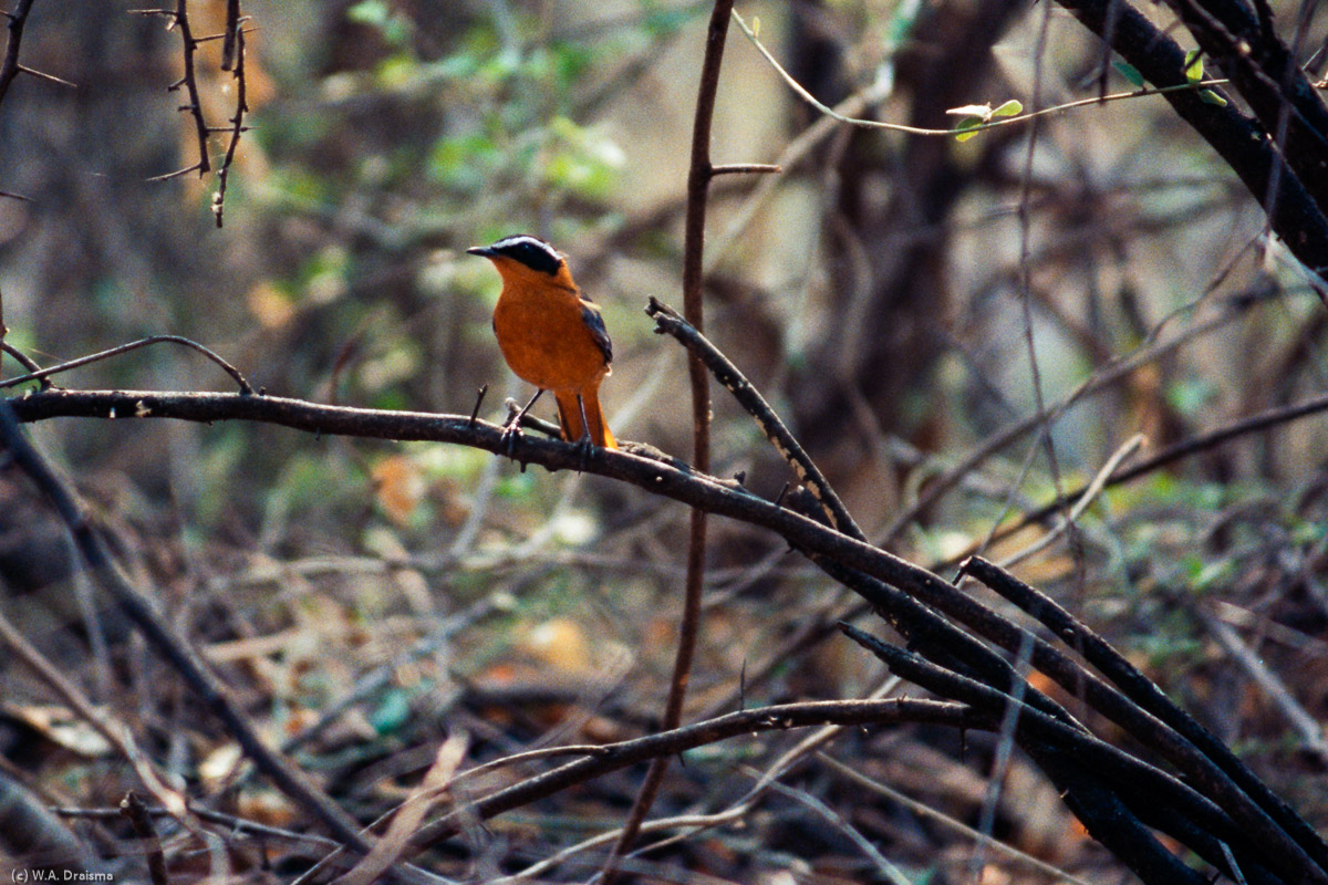 The bird life is prolific at Mporota Island. A white-browed robin-chat sits on a twig behind camp.