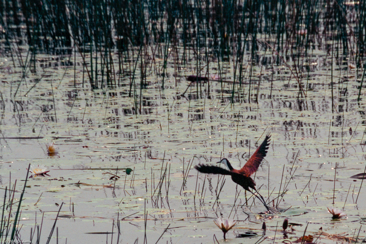 On our trip back to Maun we startle an african jacana.
