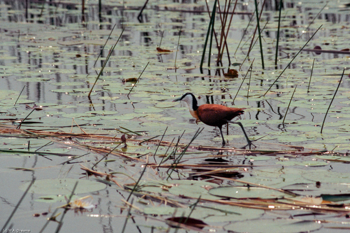 With its outstretched and slender toes it seems to walk on water. Actually it walks on water lilly leaves.