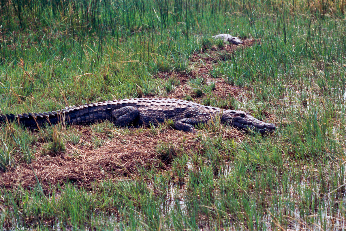 Had we know that these big crocs lived in the streams we probably wouldn't have gone for a swim the day before.